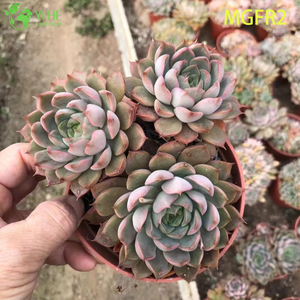 الجملة Echeveria مدام روز نبات عصاري حي بونساي
