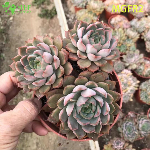 Venta al por mayor Echeveria Madame Rose Suculentas Racimo Planta Viva Bonsai
