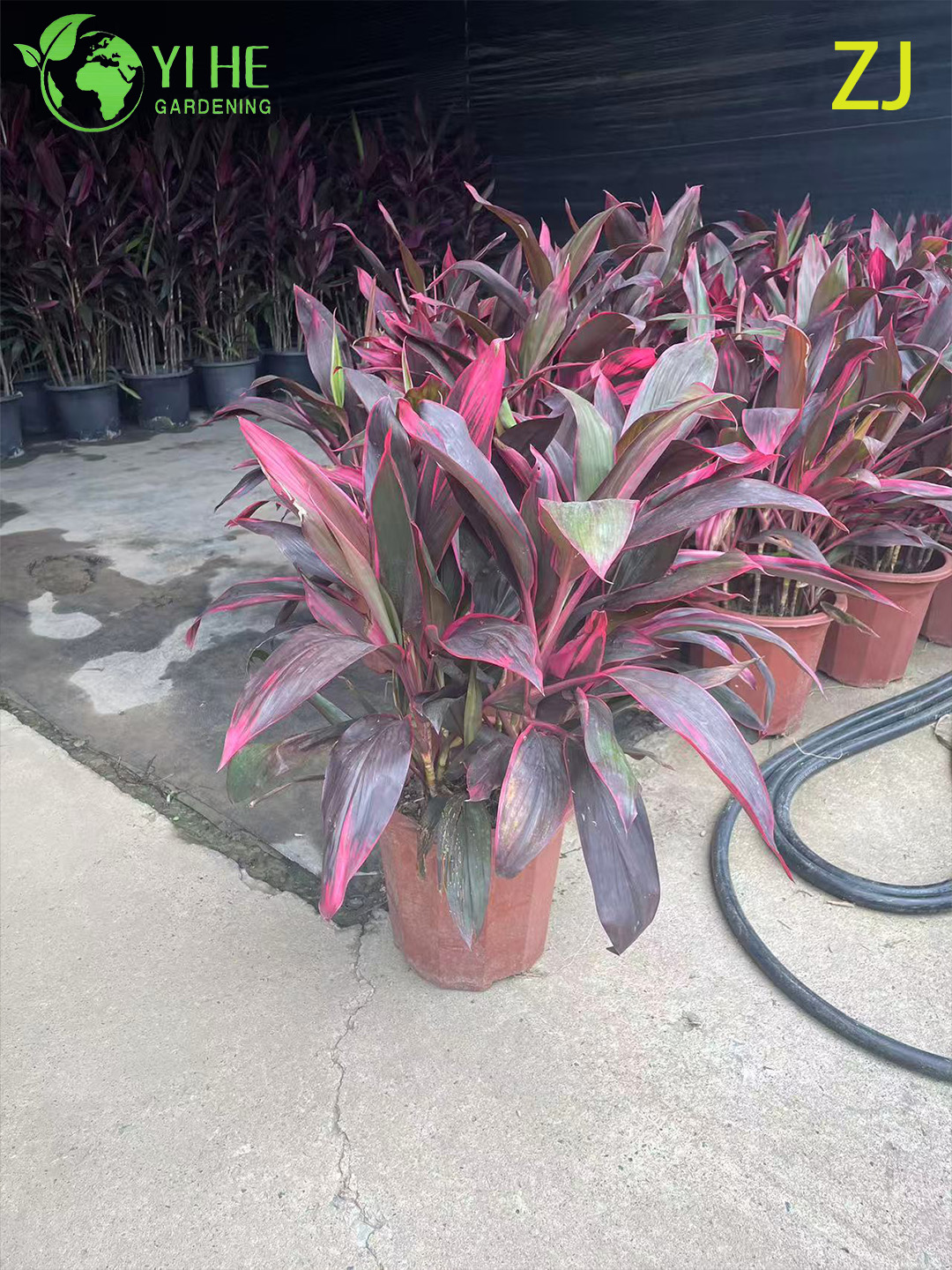 Venta al por mayor Bonsai de follaje tropical vivo de planta Cordyline Ti de color rosa intenso