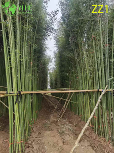 Bastones de plantas de bambú vivos al por mayor para bonsáis de pantalla de privacidad de jardín