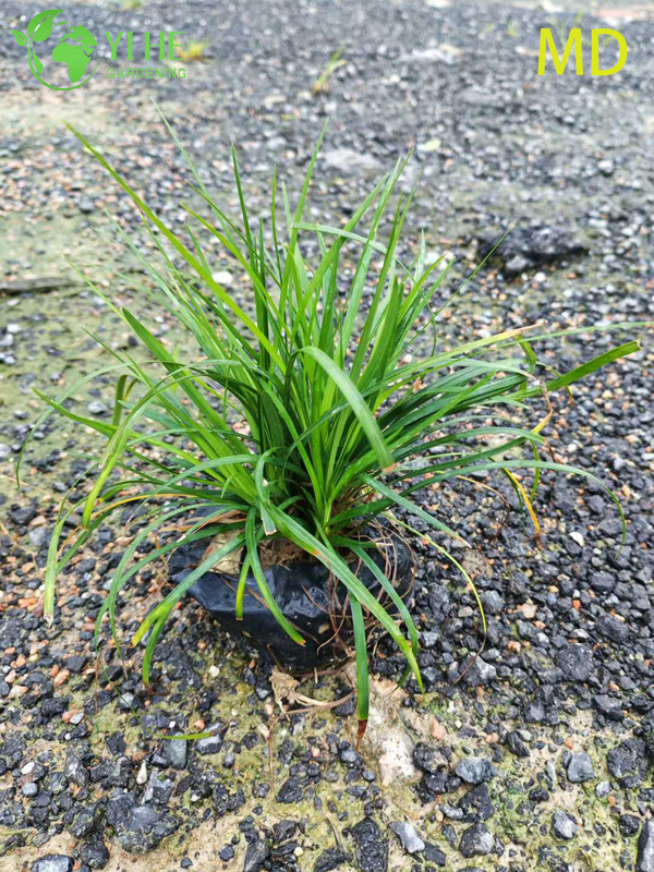 Atacado variegado Liriope Lilyturf bonsai de cobertura vegetal com flora&ccedil;&atilde;o viva