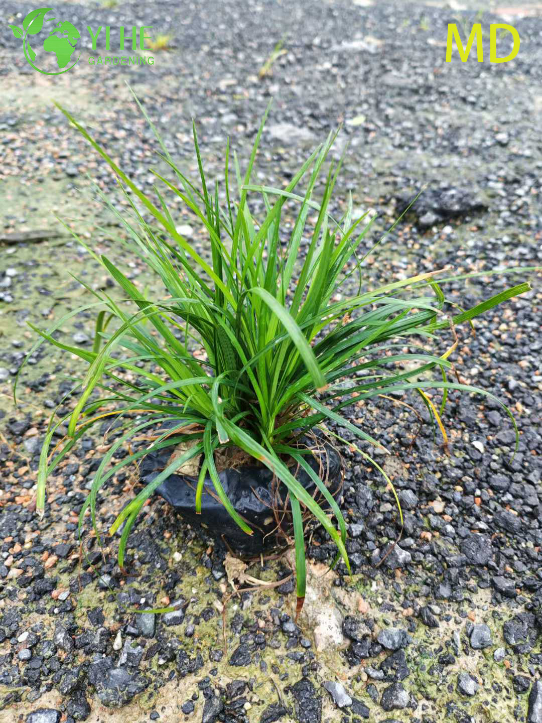 Atacado variegado Liriope Lilyturf bonsai de cobertura vegetal com flora&ccedil;&atilde;o viva
