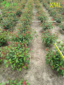 Vendita all'ingrosso Red Firebush Hamelia Live Hummingbird Garden Arbusto Bonsai