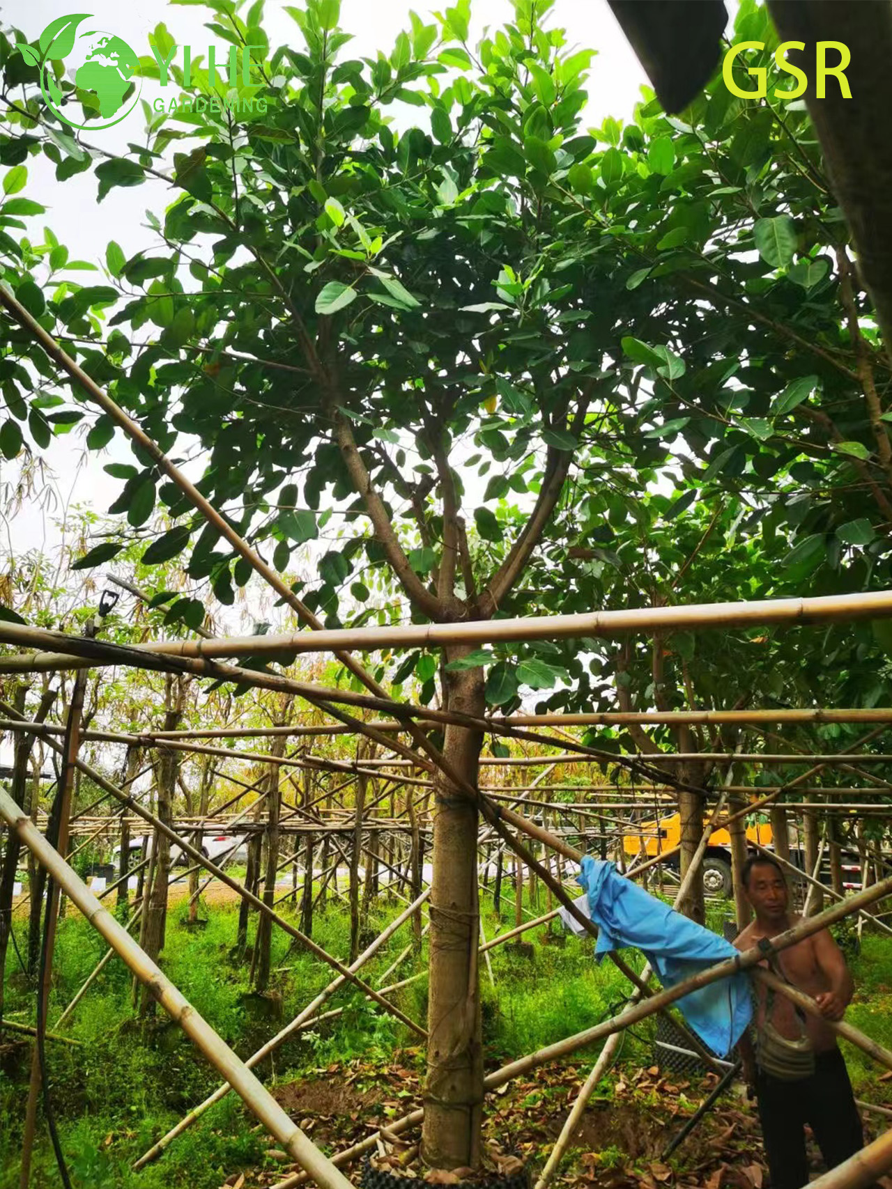 ຕົ້ນໄມ້ Ficus Altissima ຂຽວຕະຫຼອດປີກາງແຈ້ງຂະຫນາດໃຫຍ່ສໍາລັບພູມສັນຖານ Bonsai