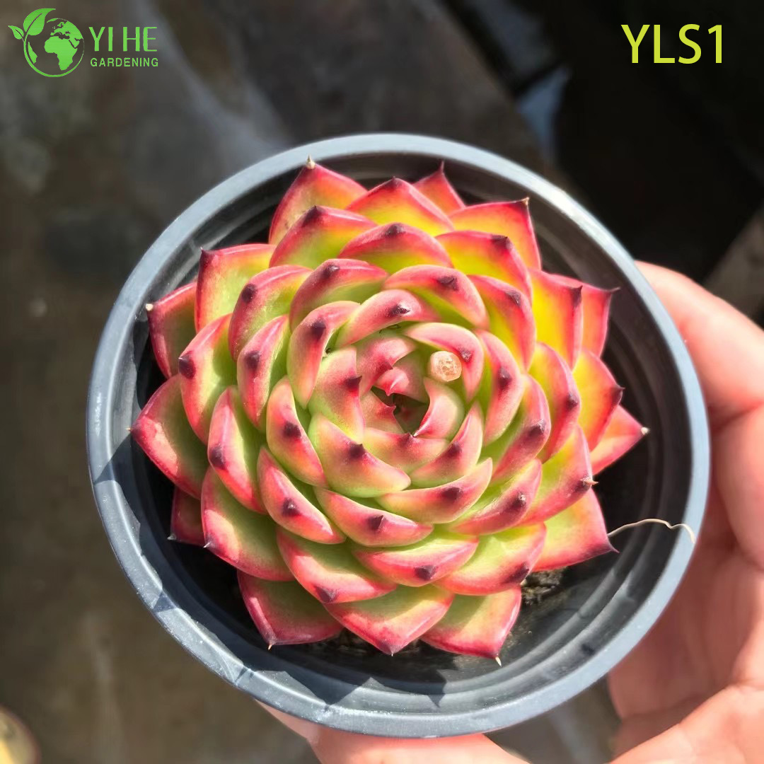 Оптовые продажи губной помады Echeveria Agavoides Живое суккулентное растение Бонсай