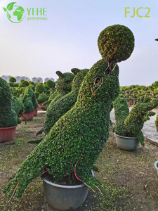 Live Fukien Tea Bonsai Albero Carmona Microphylla Pianta da interno Bonsai