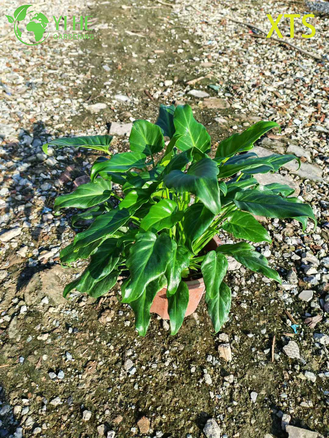 Philodendron Selloum Hope Live Tropical Zimmerpflanze Bonsai im Gro&szlig;handel