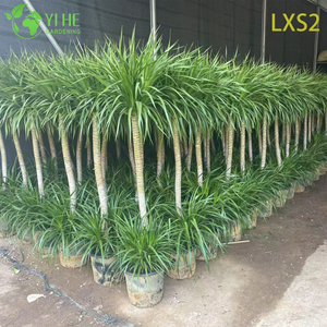 Оптовая продажа дерева Драцена Драко, живое зрелое дерево крови дракона на экспорт бонсай