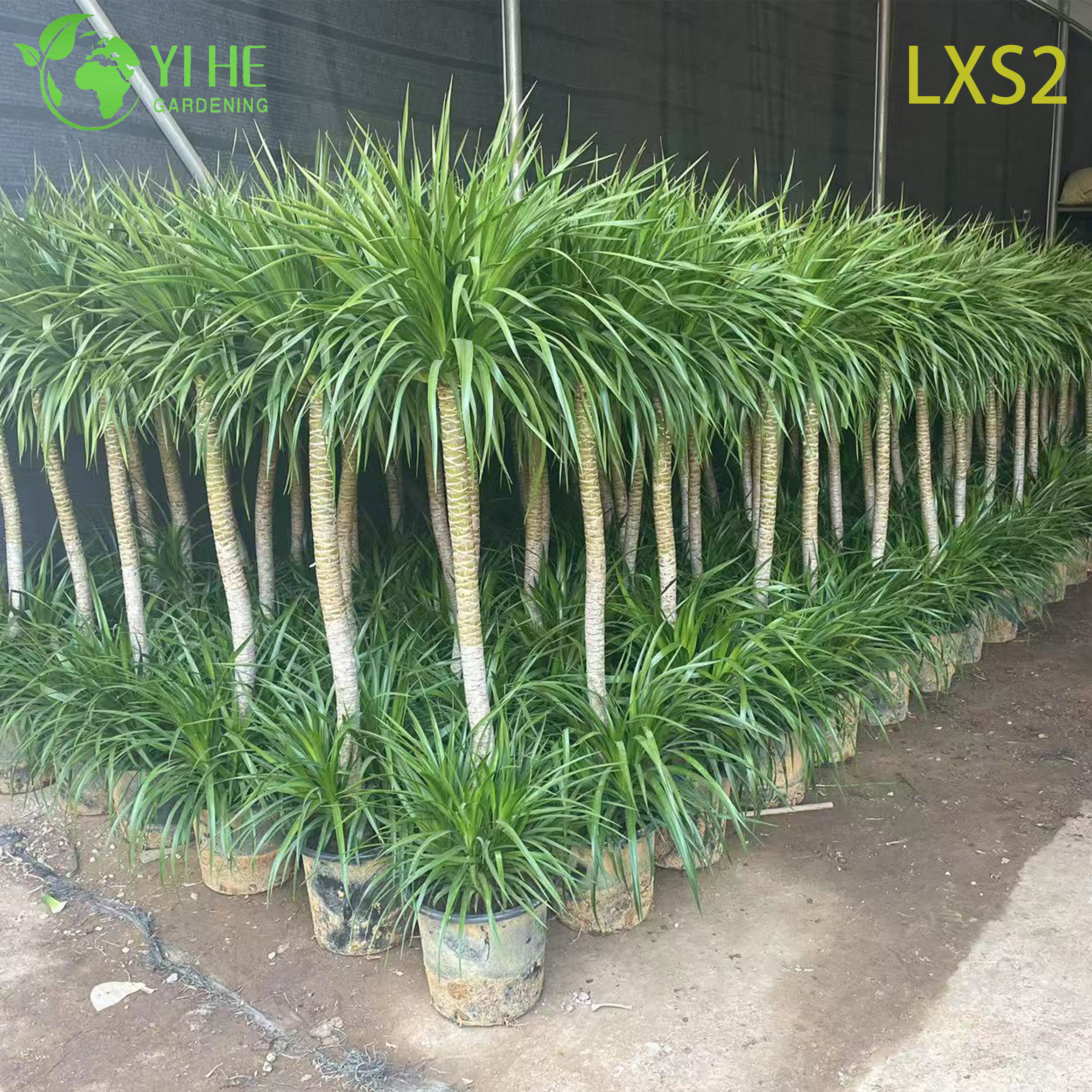 B&aacute;n bu&ocirc;n c&acirc;y Dracaena Draco, c&acirc;y m&aacute;u rồng trưởng th&agrave;nh sống để xuất khẩu c&acirc;y cảnh