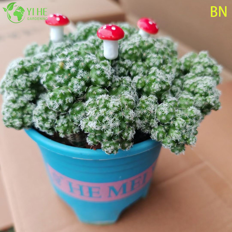 Bonsai blanco al por mayor de la decoración del grupo de la mini planta viva del cactus del dedal