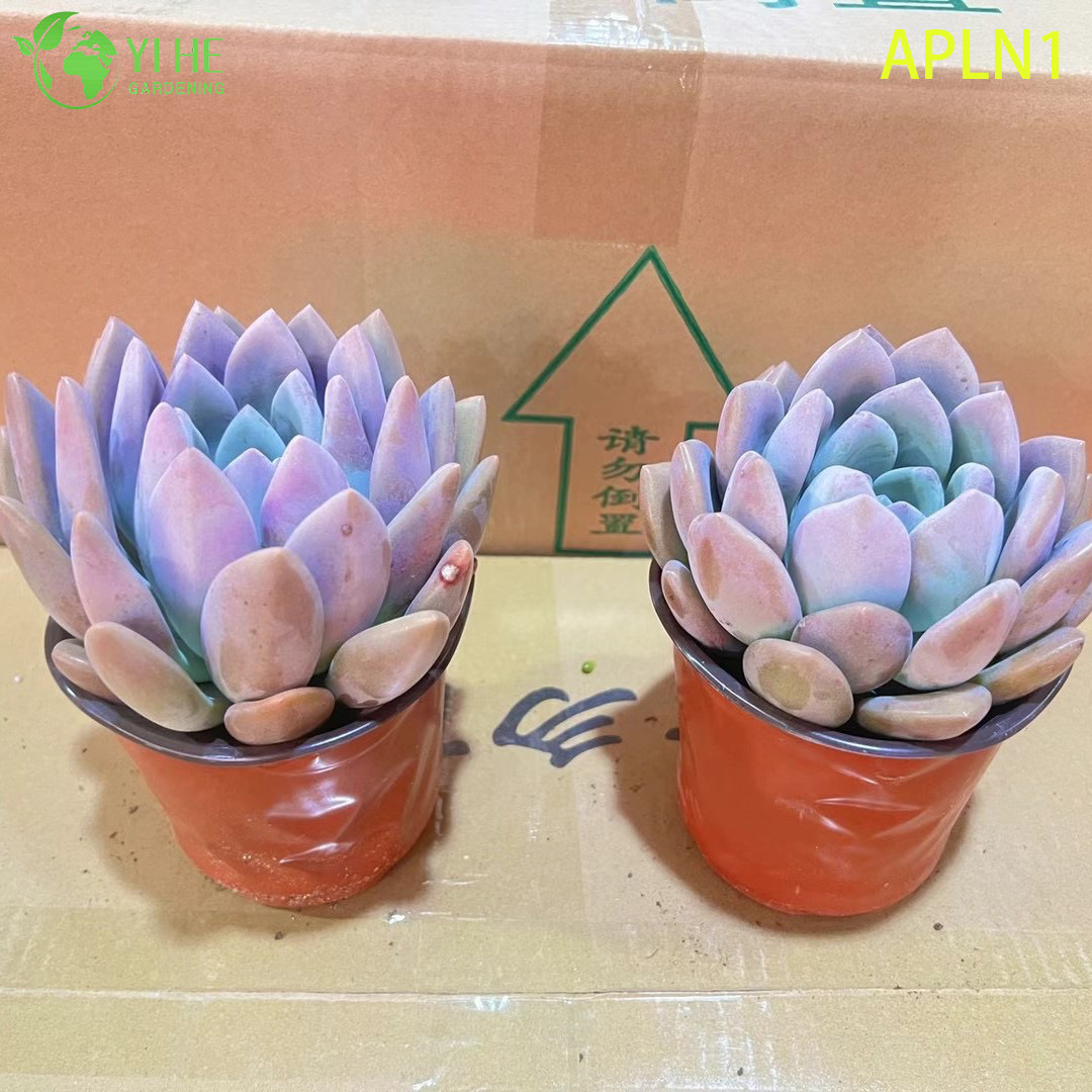 Bonsai di pianta succulenta rosetta viva di Graptoveria Opalina rosa pastello all'ingrosso