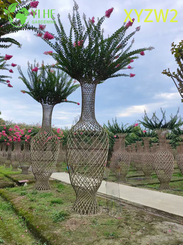 लेगरस्ट्रोमिया परविफ्लोरा ट्रेलिस - आकार का सजावटी पौधा, फूलों के बगीचे की बाड़ सजावट