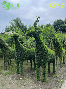 Ligustrum quihoui Carr con forma de animal, plantas ornamentales de hoja perenne Topiary