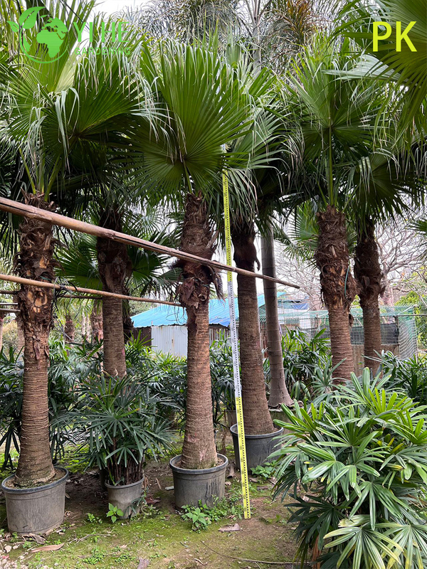 Palma Livistona Chinensis, pianta ornamentale sempreverde per giardino e paesaggio