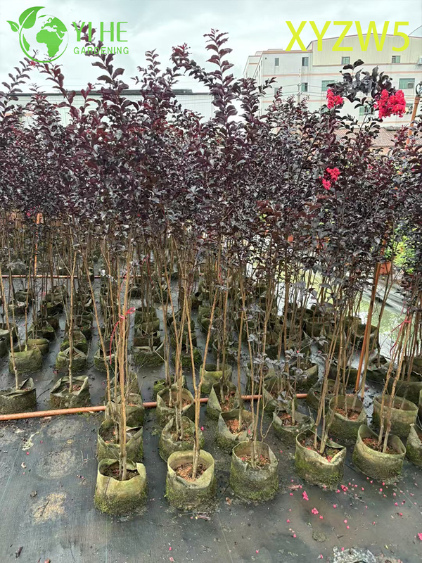 Ornamental Roxo - folha Lagerstroemia parviflora, Planta em vaso com flor vermelha
