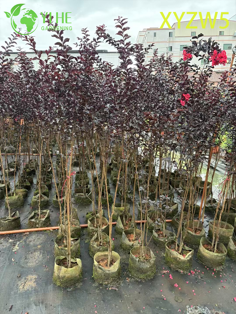 Ornamental Roxo - folha Lagerstroemia parviflora, Planta em vaso com flor vermelha