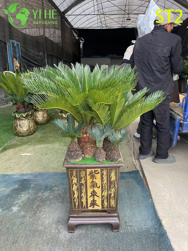 मल्टी-ट्रंक्ड साइकस रेवोलुटा बोनसाई, सदाबहार सजावटी सागो पाम