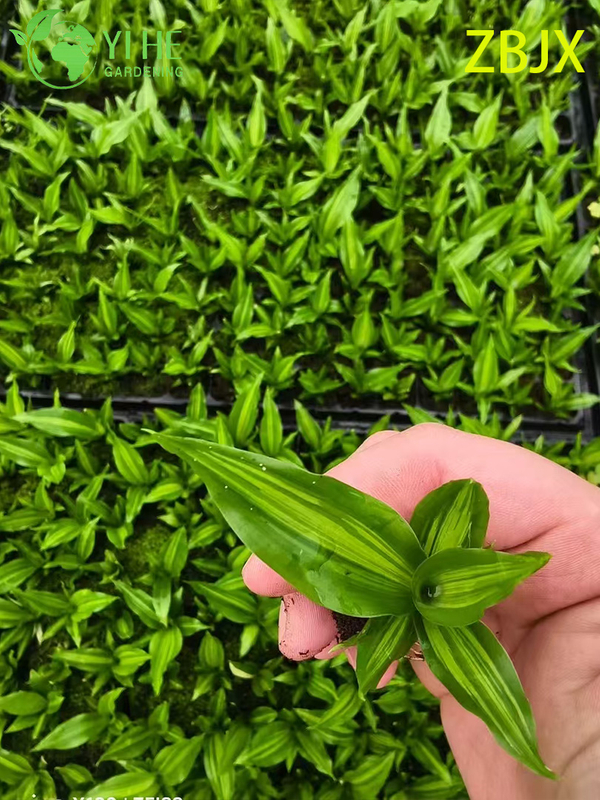 थोक निर्यात सीधे-तने वाले गोल्ड-सेंटर पत्ते के पौधे | उष्णकटिबंधीय सजावटी पौधे