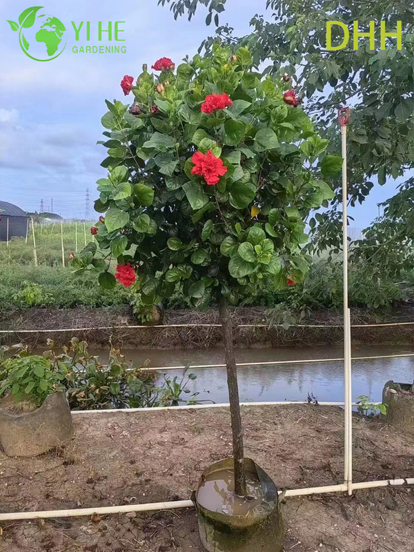Planta de jardim com flores padr&atilde;o de &aacute;rvore de hibisco tropical vermelho vivo