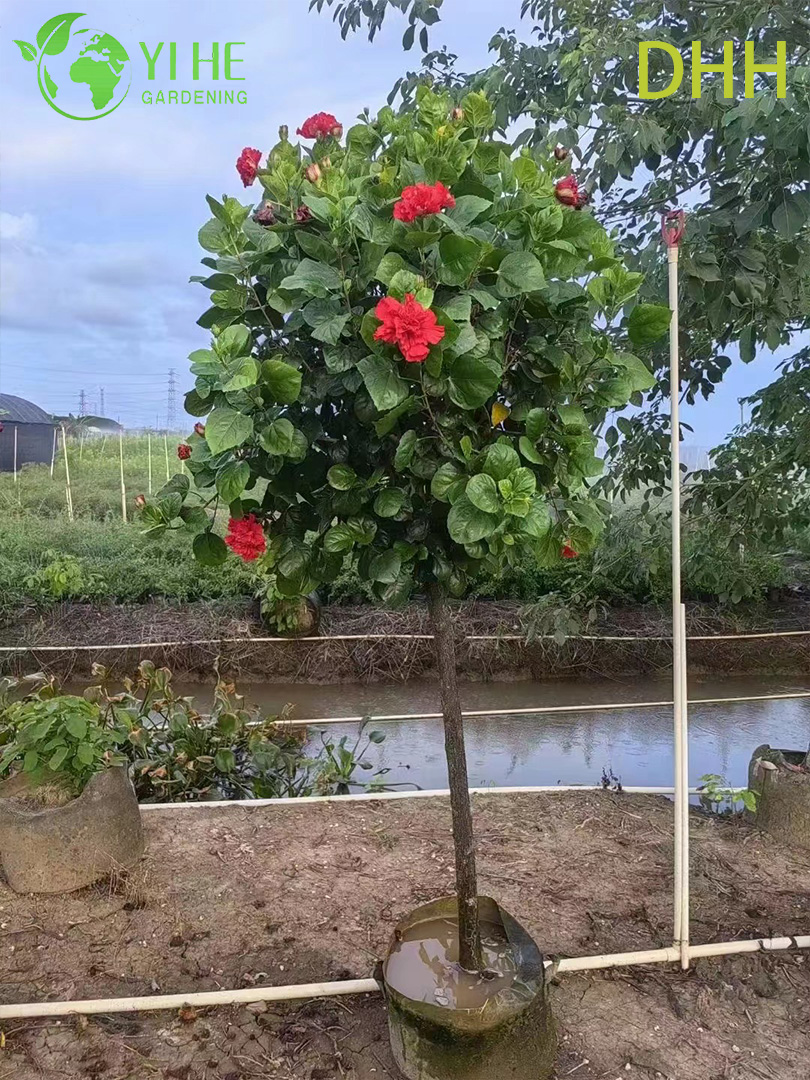 Planta de jardim com flores padr&atilde;o de &aacute;rvore de hibisco tropical vermelho vivo