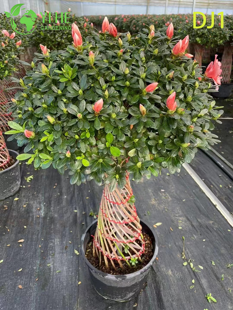 ດອກກຸຫຼາບ Rhododendron simsii ສົດໃສ, ດອກໄມ້ປະດັບ