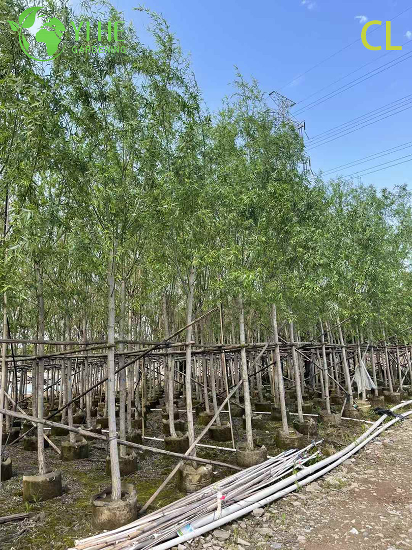 ដើមឈើ Willow Weeping លម្អសម្រាប់ការនាំចេញលក់ដុំ