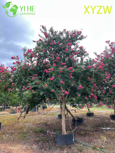 Albero di mirto nano ornamentale per l'esportazione all'ingrosso