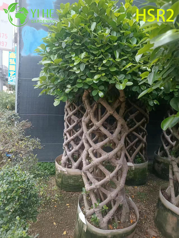 C&acirc;y Pom-Pom nhiều b&oacute;ng thường xanh Ficus Cone d&agrave;nh cho thiết kế cảnh quan