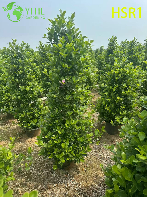Zimozielony topiary kolumnowe Ficus w kształcie stożka do kształtowania krajobrazu na zewnątrz