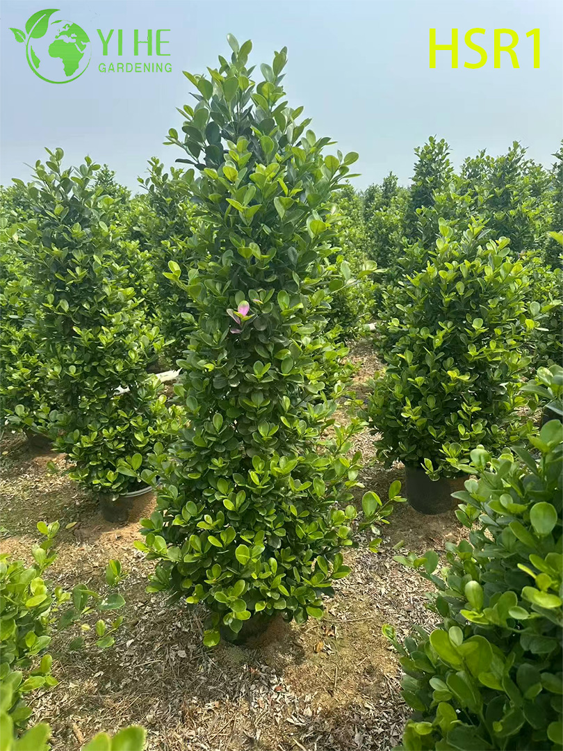 Zimozielony topiary kolumnowe Ficus w kształcie stożka do kształtowania krajobrazu na zewnątrz