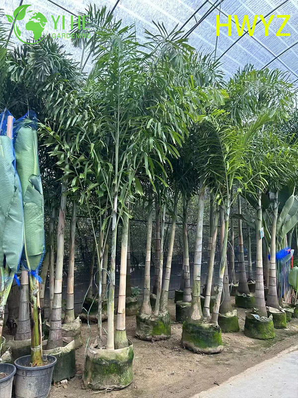 Venda por atacado de palmeira Foxtail Wodyetia Bifurcata para paisagismo