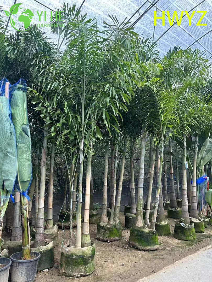 Venda por atacado de palmeira Foxtail Wodyetia Bifurcata para paisagismo