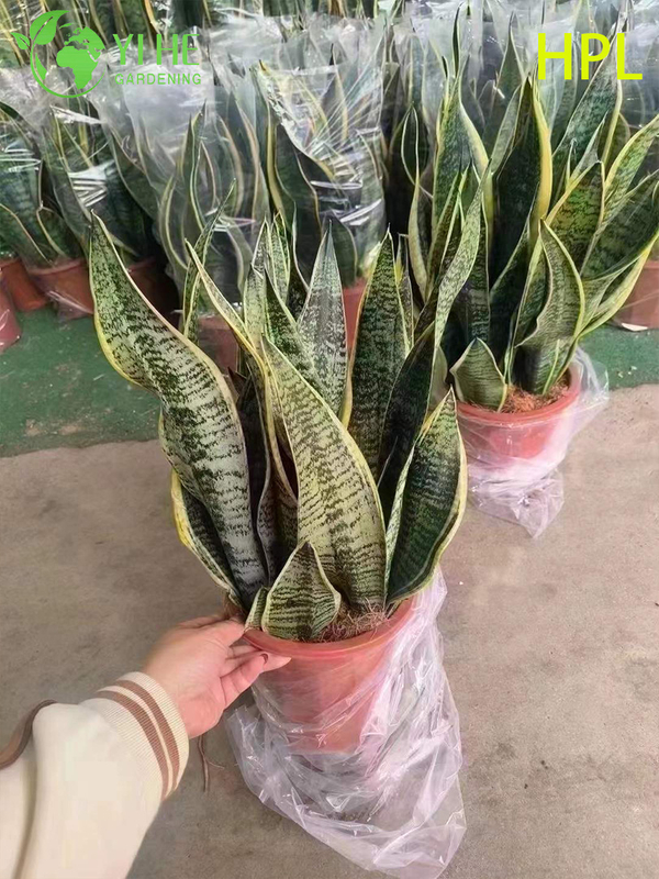 Вечнозеленое растение Sansevieria Trifasciata Snake для внутреннего декора