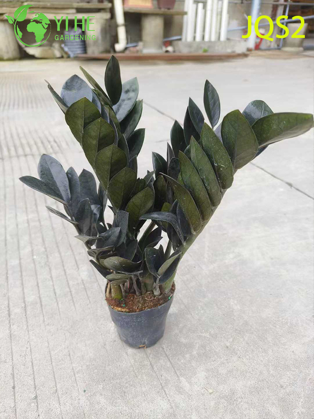Денежное дерево Zamioculcas Zamiifolia, не требующее особого ухода, для внутренних помещений