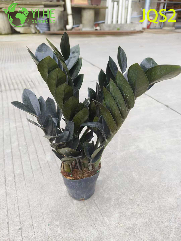 Árbol del dinero Zamioculcas Zamiifolia de bajo mantenimiento para espacios interiores