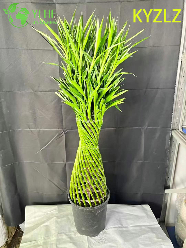 Cage tiss&eacute;e en bambou porte-bonheur &agrave; feuilles persistantes pour d&eacute;coration int&eacute;rieure Feng Shui