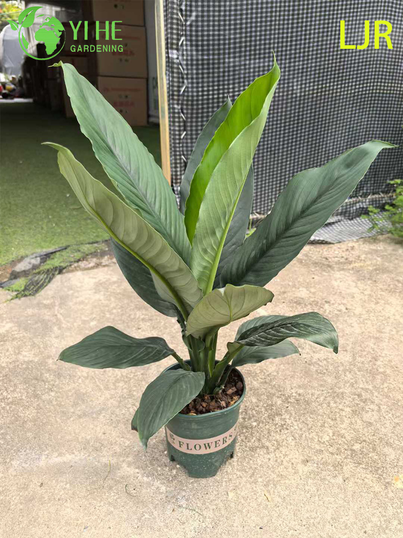Spathiphyllum floribundum sempreverde a foglia grande per piante di purificazione dell'aria interna
