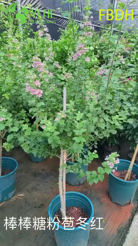 Bractée rose de qualité supérieure, arbuste rouge d'hiver, plante ornementale de qualité d'exportation en gros