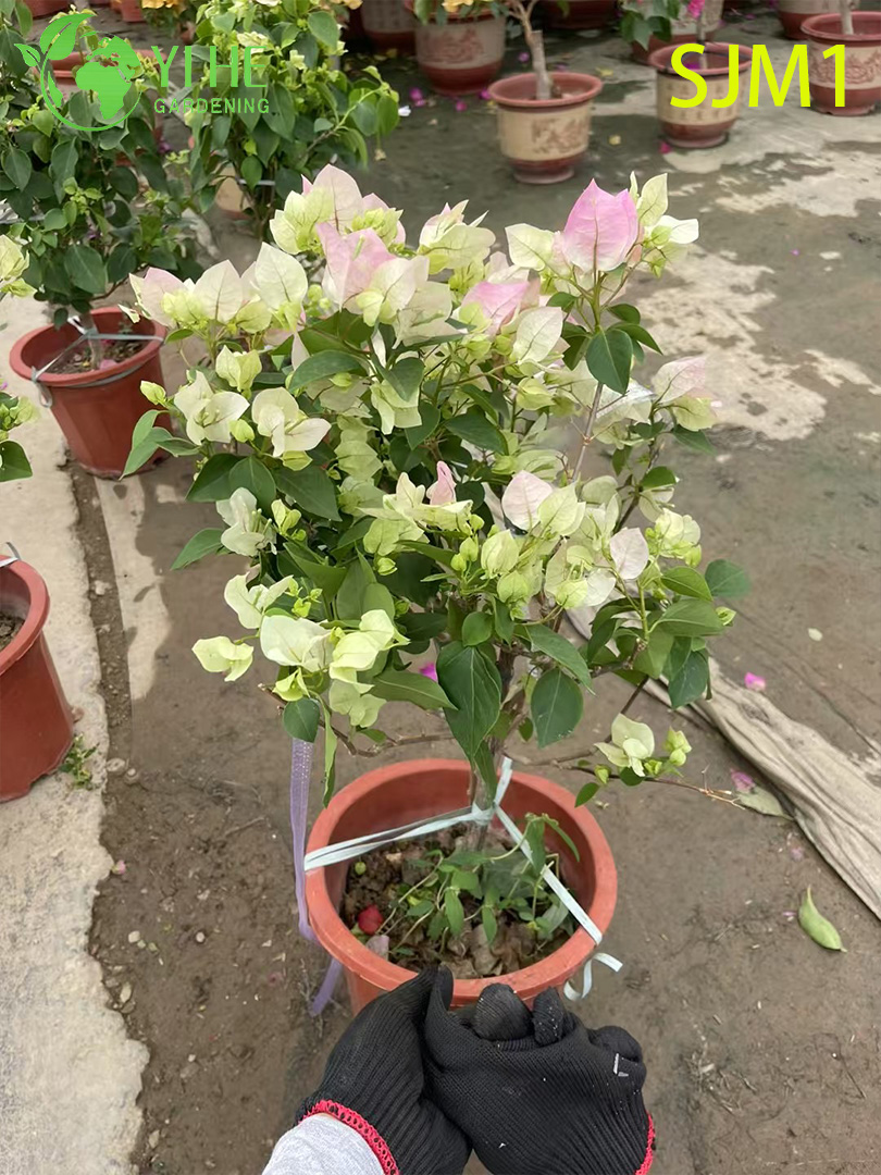 Toptan Saksı Begonvil Canlı Bitkiler Renkli &Ccedil;i&ccedil;ekli Bah&ccedil;e Bonsai