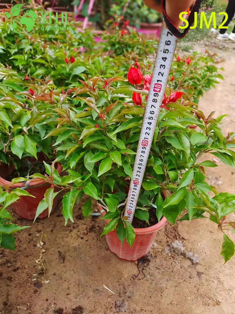 Planta viva de &aacute;rvore padr&atilde;o de buganv&iacute;lias por atacado para bonsai de jardim de p&aacute;tio