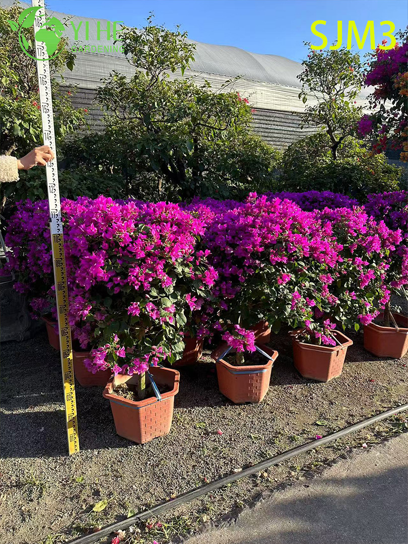 الجملة شجرة الجهنمية الكبيرة عينة لبونساي المناظر الطبيعية في الهواء الطلق