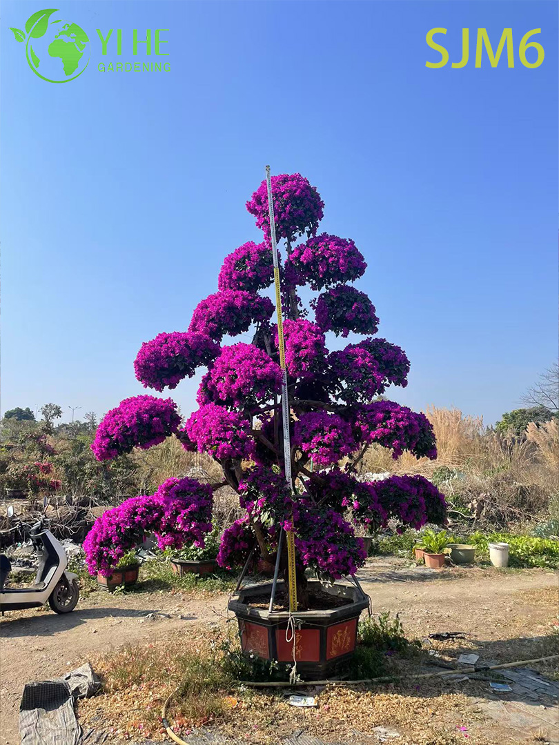 Bougainvilliers en forme de colonne, arbre topiaire, plante de jardin architectural, bonsa&iuml;, vente en gros