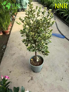 Plantes vertes décoratives en pot de feuillage d'intérieur de figue de lait Ficus Altissima
