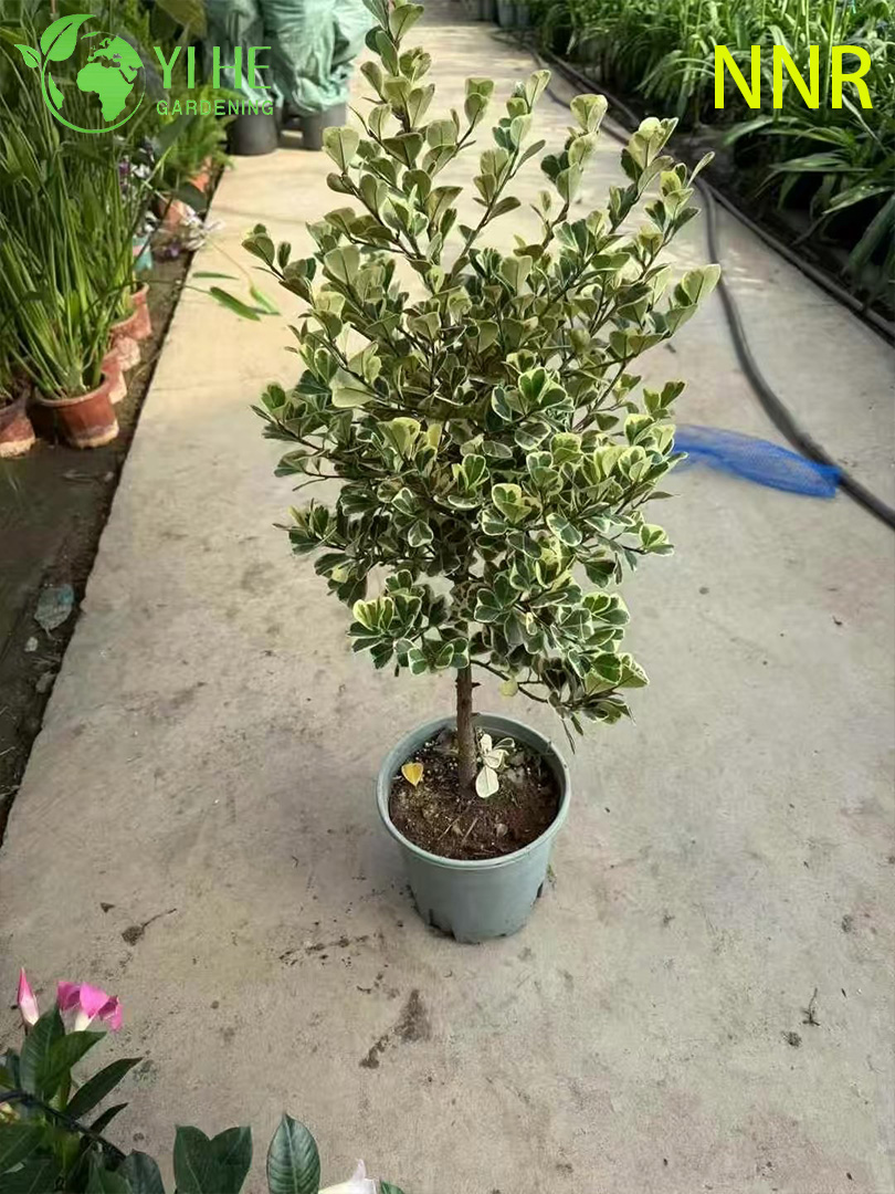 የቤት ውስጥ ወተት በለስ Ficus Altissima ቅጠል በድስት ያጌጡ አረንጓዴ ተክሎች