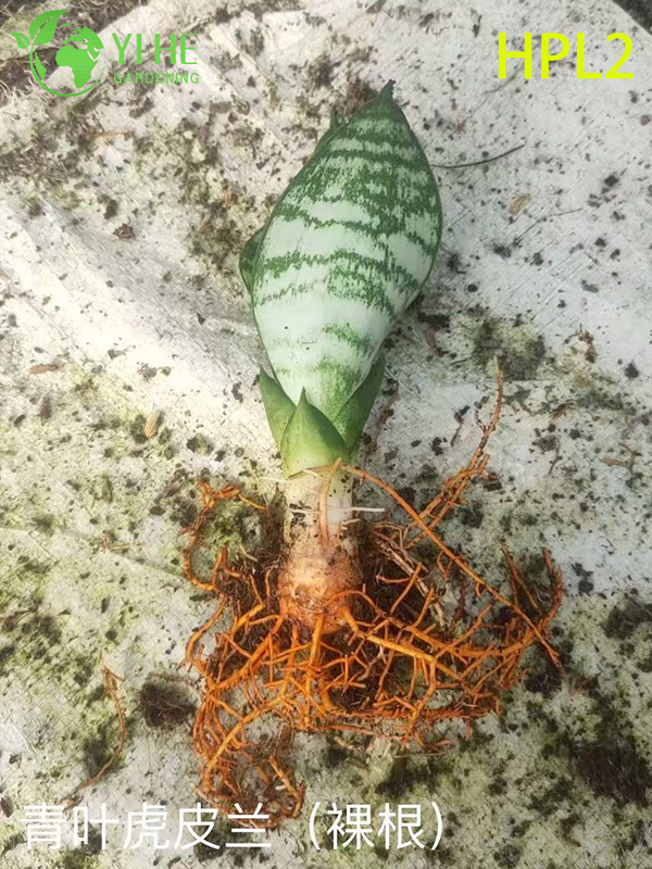 Plante de serpent nain Hahnii Bird’s Nest Plante d’int&eacute;rieur &agrave; rosette vivante