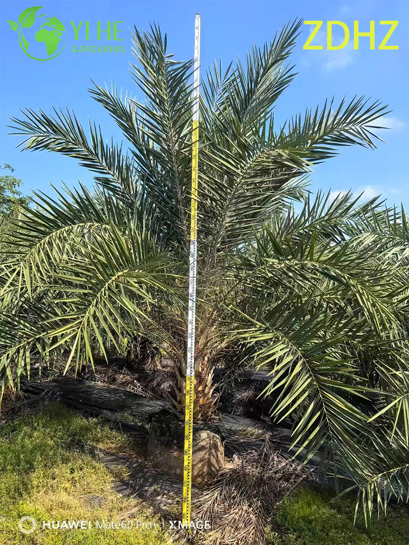 Toptan Medjool Hurma Hurması (Phoenix Dactylifera) - Uzun Dayanıkl�