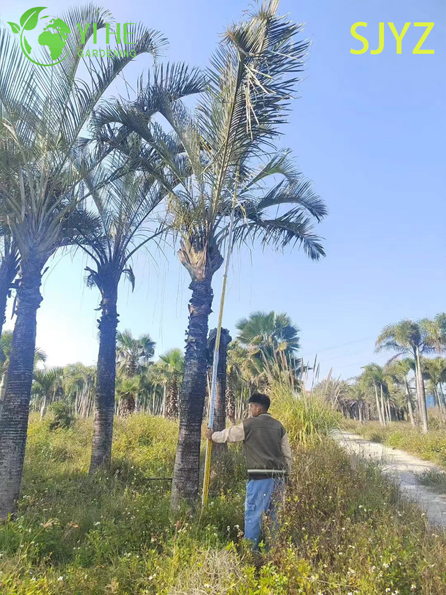Dreieckige Palme (Dypsis Decaryi) im Gro&szlig;handel – Immergr&uuml;ne Zierpalmen
