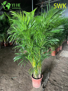 इनडोर आउटडोर सजावट संयंत्र के लिए क्रिसलिडोकार्पस ल्यूटेसेंस उष्णकटिबंधीय सदाबहार पाम