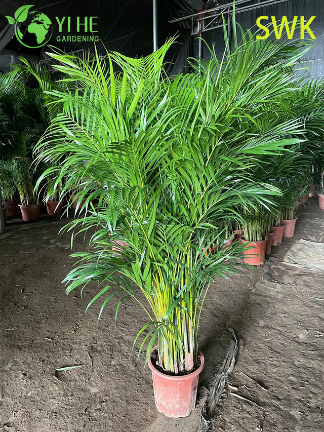 Chrysalidocarpus Lutescens Palma sempreverde tropicale per piante da arredamento per interni ed esterni