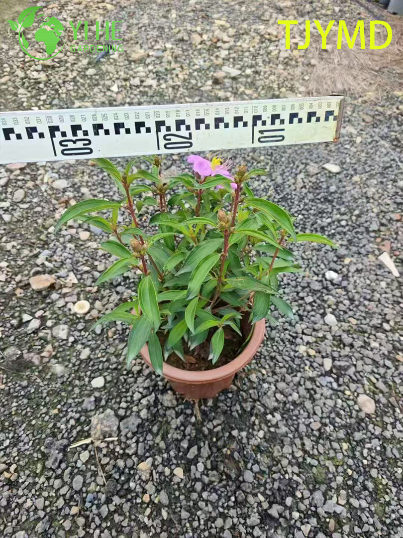 Venta al por mayor de plantas en macetas Tibouchina 'Tianjiao' para decoraci&oacute;n de flores moradas tropicales al aire libre